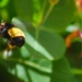 Big Bee by judyc57