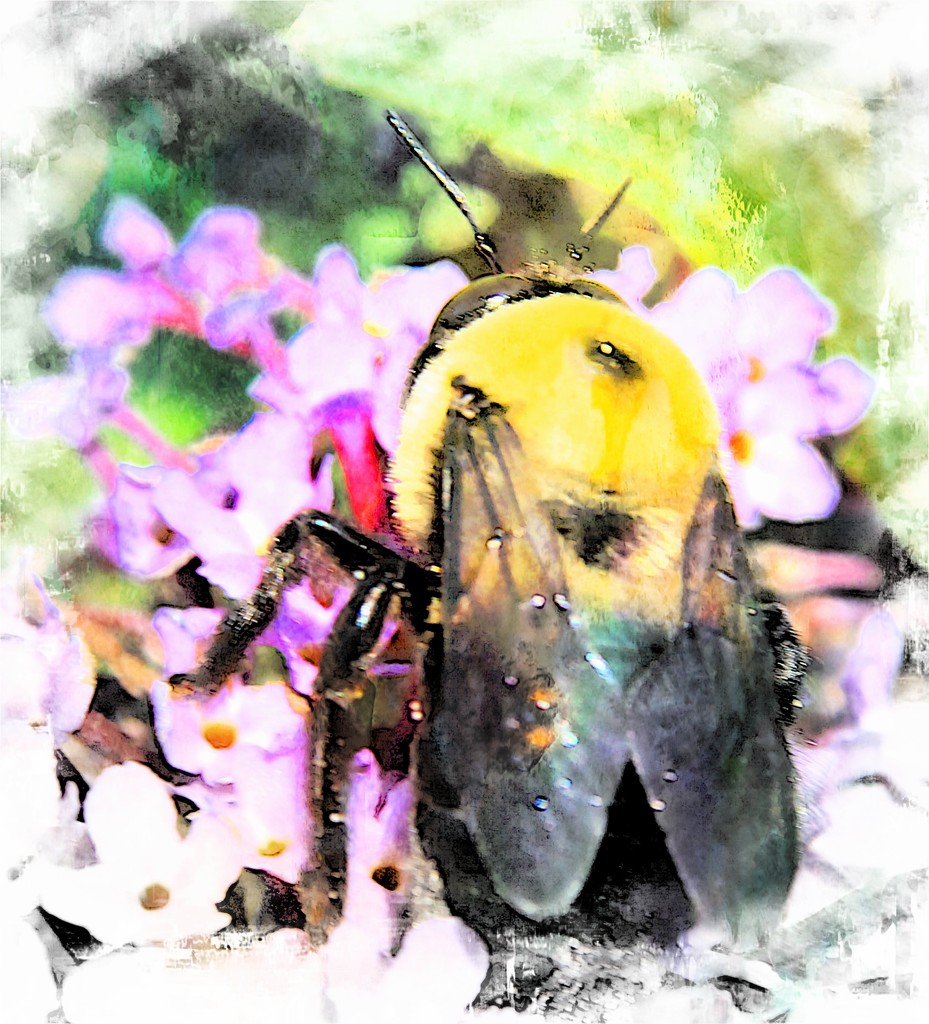 Bee All You Can Bee by digitalrn