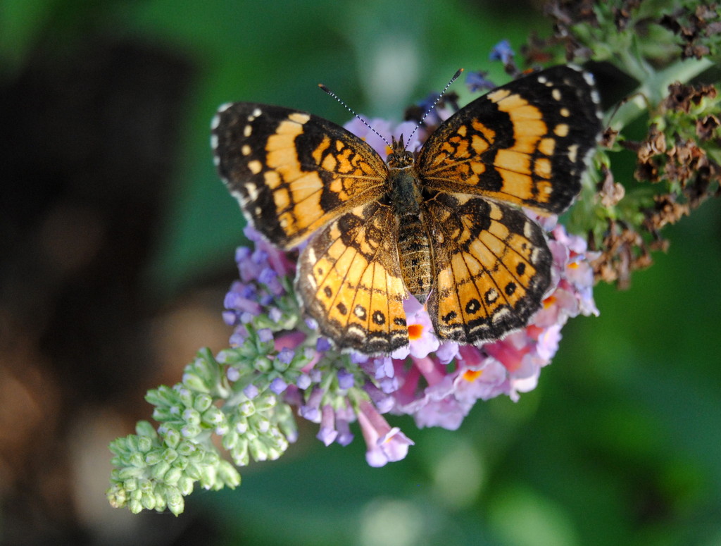 What's a butterfly garden without butterflies? by genealogygenie