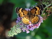 9th Aug 2014 - What's a butterfly garden without butterflies?