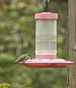 9th Aug 2014 - At the feeder