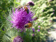 9th Aug 2014 - Bees On The Thistle