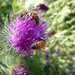 Bees On The Thistle by stephomy