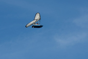 9th Aug 2014 - Closeup of the Flying Boat