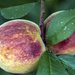 Peaches by hjbenson
