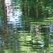 Reflections in the Brook by april16