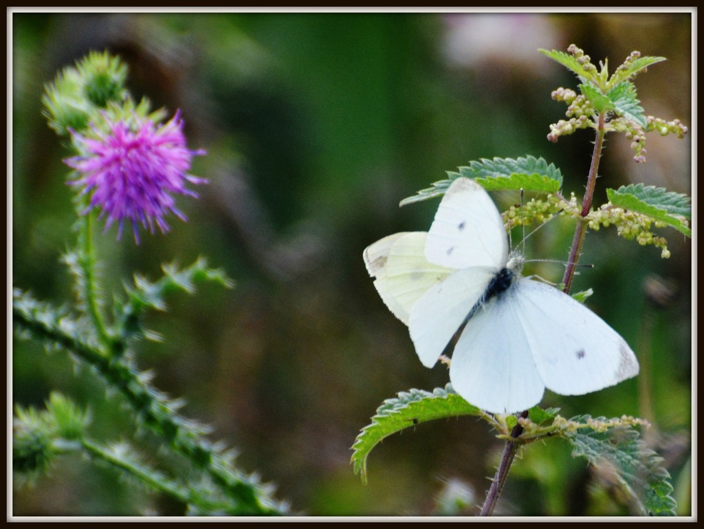Small whites by rosiekind
