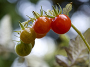 7th Aug 2014 - Tomatoes are ripe