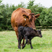 Shorthorn cow and calf - 9-08 by barrowlane