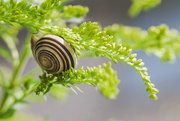10th Aug 2014 - there are snails in the trees...