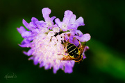 10th Aug 2014 - Wasp on purple flower