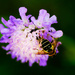 Wasp on purple flower by elisasaeter