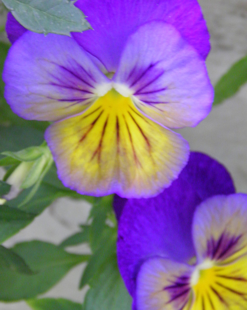 Painted pansies by daisymiller
