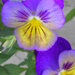 Painted pansies by daisymiller