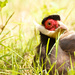 Bird in the Grass by leonbuys83