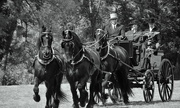 10th Aug 2014 - Carriage competition Pittsford, NY