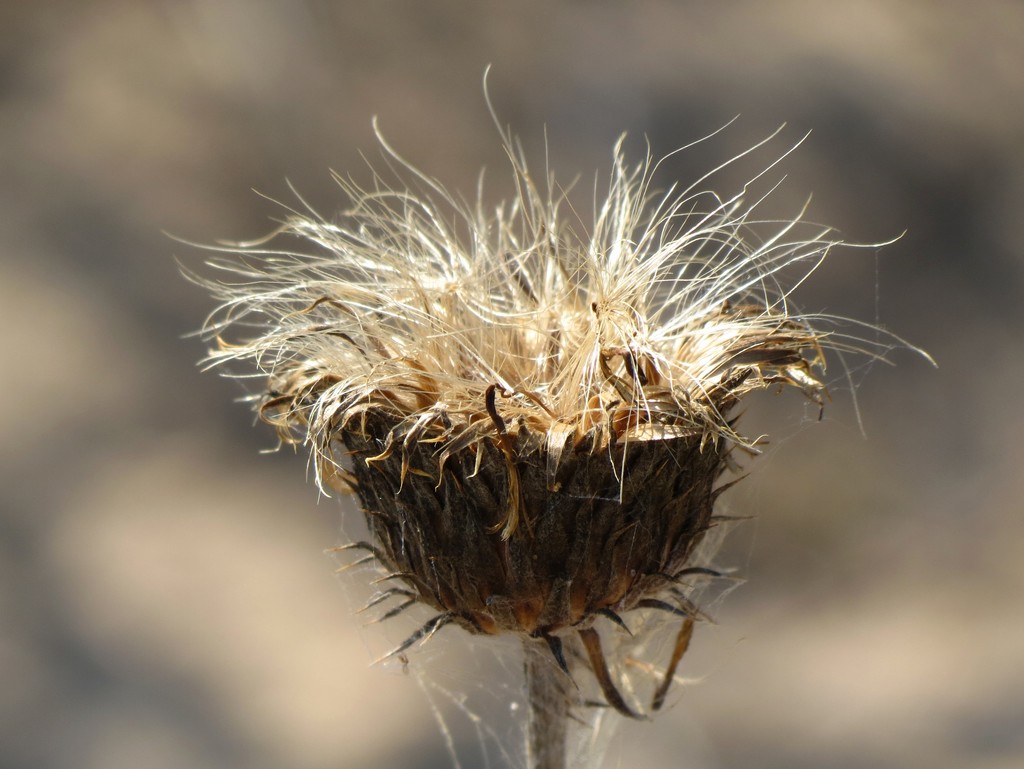 Going for That Windblown Look by juliedduncan