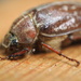 June Bug in August by selkie