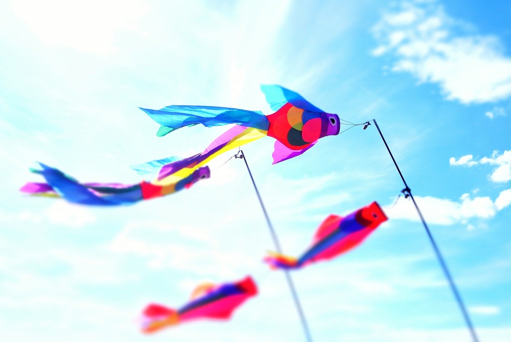 Flying fishes by cocobella