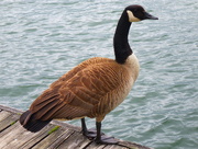 5th Jun 2014 - The friendly goose