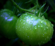 10th Aug 2014 - Day 222:  Fresh Tomatoes