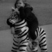 Zebra love by goosemanning