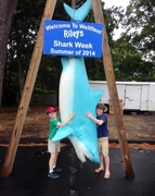 10th Aug 2014 - Shark Week