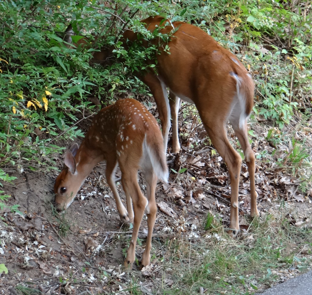Doe and Fawn feeding by the trail by annepann