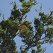Prairie Warbler by annepann