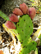 11th Aug 2014 - Prickly Pear Toes...