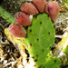 Prickly Pear Toes... by bellasmom