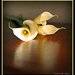 3 lily's by julzmaioro