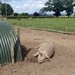 Aug 05: Piggin Hot by bulldog