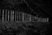 11th Aug 2014 - Fence