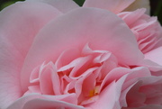 11th Aug 2014 - Camellia beauty