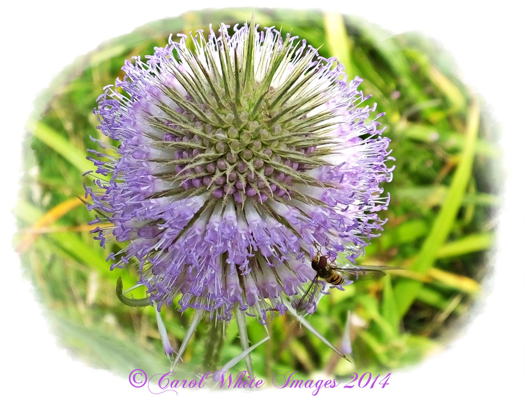 Teasel And Hoverfly by carolmw