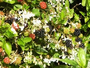 3rd Aug 2014 - Blackberries