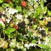 Blackberries by oldjosh