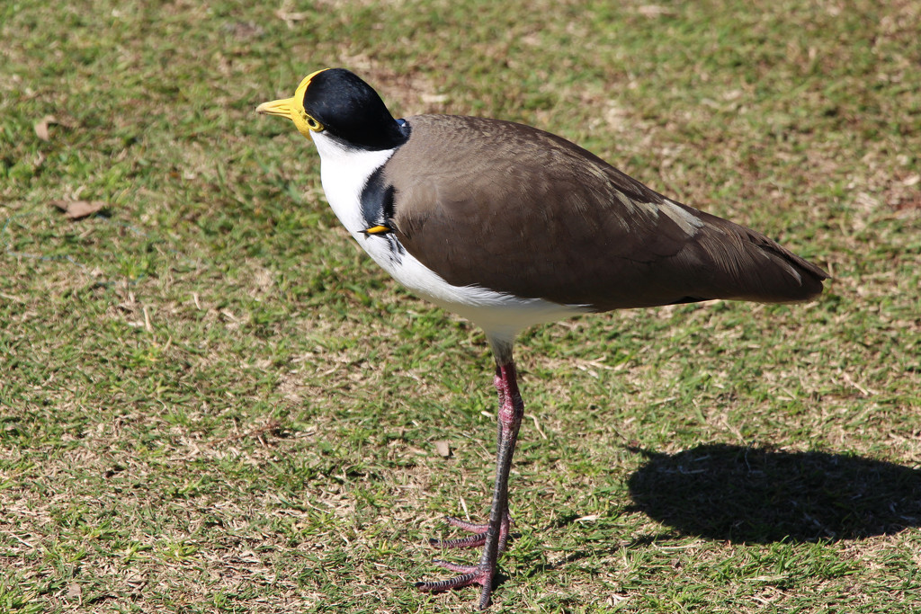 Spur Winged Plover by terryliv