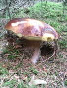 5th Aug 2014 - Great mushroom