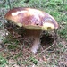 Great mushroom by gabis