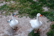 8th Aug 2014 - Ocas / Geese