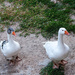 Ocas / Geese by jborrases