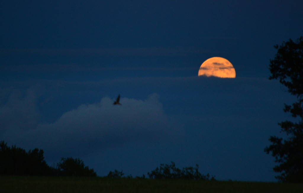 Fly Me Past the Super Moon by kareenking