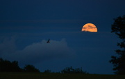 11th Aug 2014 - Fly Me Past the Super Moon