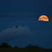 Fly Me Past the Super Moon by kareenking