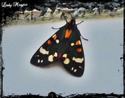 11th Aug 2014 - It's just a Moth