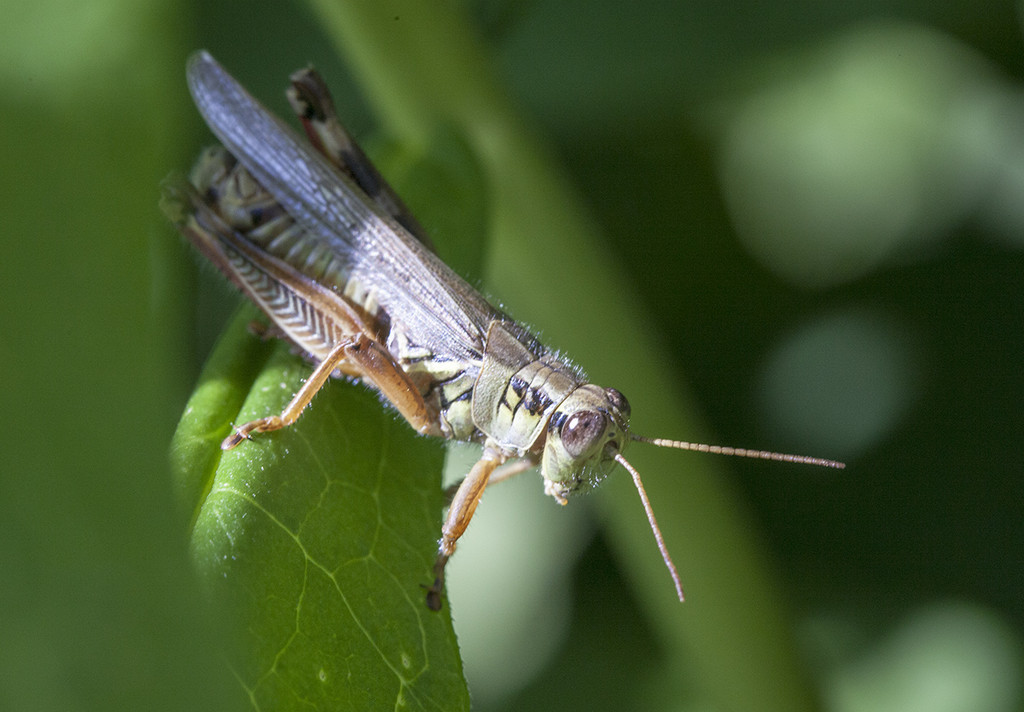 Grasshopper by gardencat