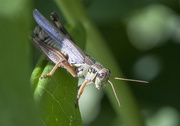 11th Aug 2014 - Grasshopper