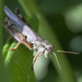 Grasshopper by gardencat